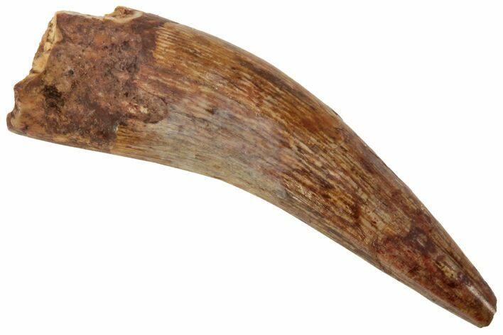 Fossil Phytosaur Tooth - New Mexico #219349